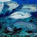 jack_bigeye_jr_h_0705_png0425.jpg